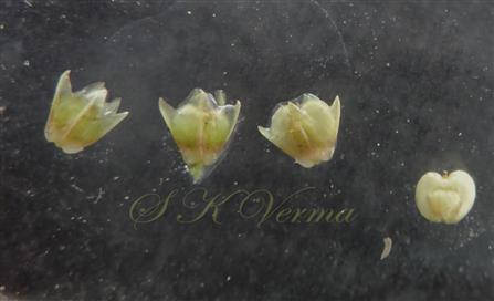  Flowers and one Utricle